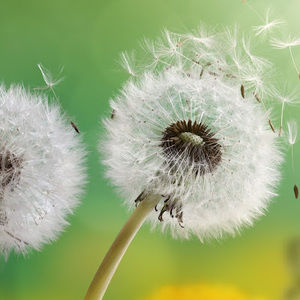 Meet your Posher, Vikky